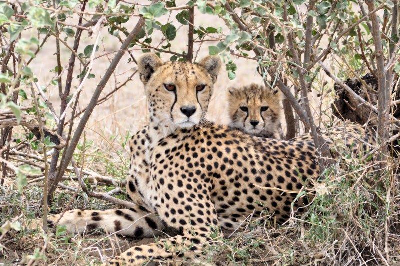 Cheetah and baby