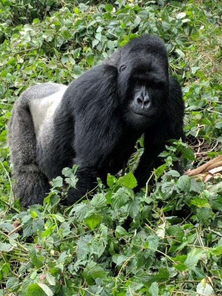 Big Silverback gorilla