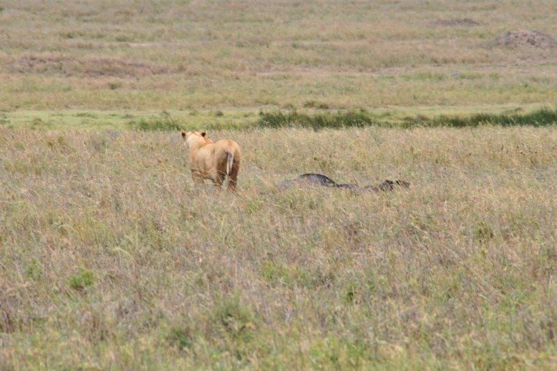 lioness with dead wildebeest