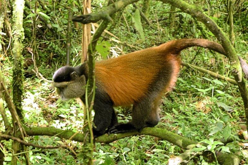 monkey balancing on limb