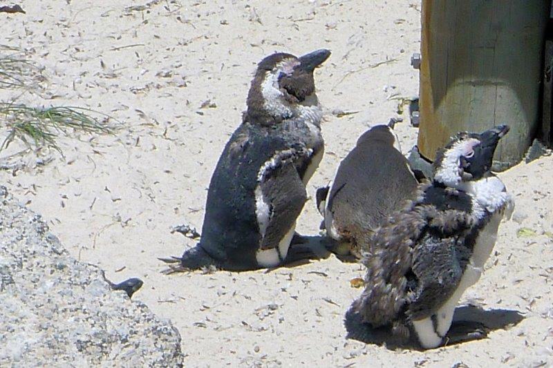 moulting penguins