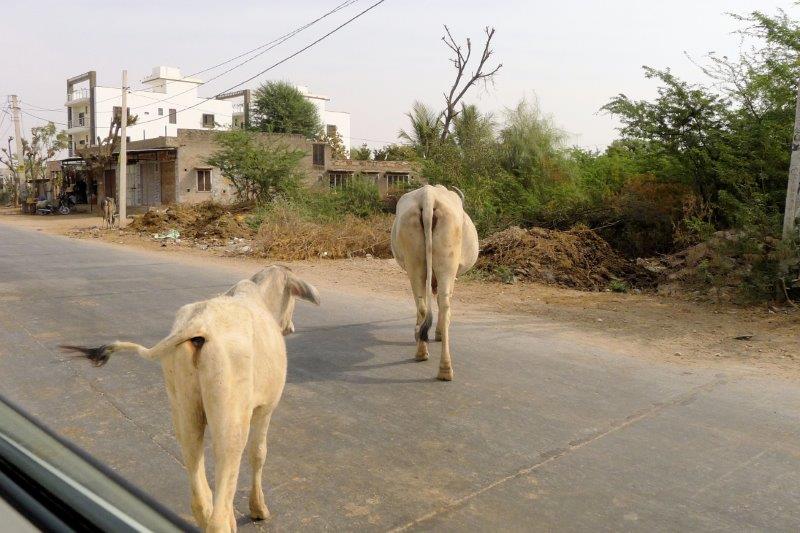 cows in road