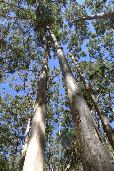 tall trees