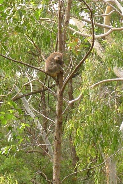 Koala visiting a tree near the hospital.