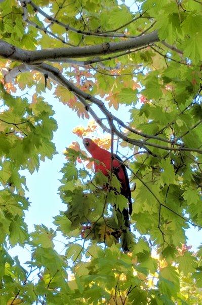 King parrot in tree