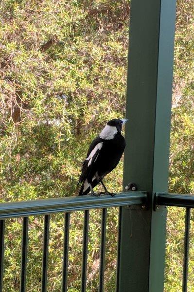 magpie on porch