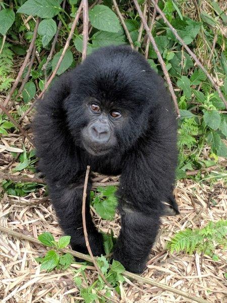Baby gorilla